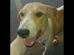 Cachorro raça Vira-lata idade 1 ano nome Amarelinha