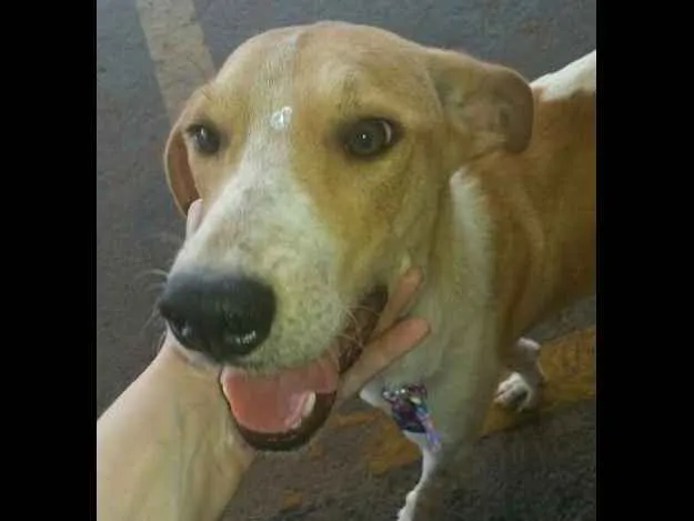 Cachorro ra a Vira-lata idade 1 ano nome Amarelinha