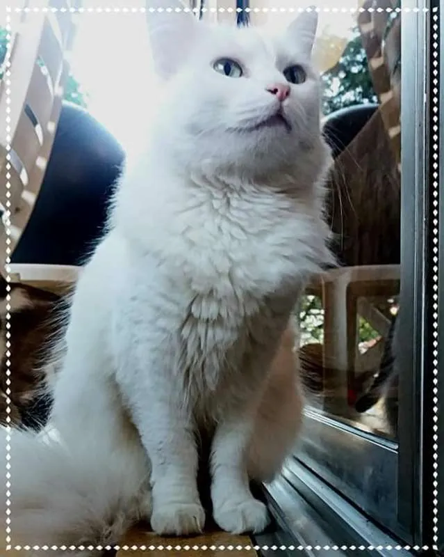 Gato ra a SRD idade 2 anos nome Bella