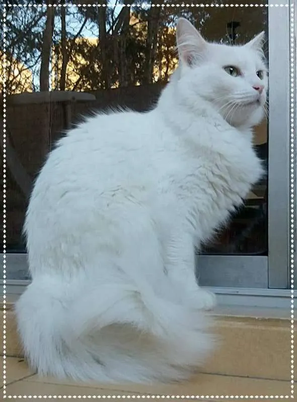 Gato ra a SRD idade 2 anos nome Bella