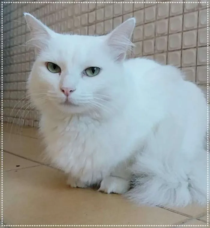 Gato ra a SRD idade 2 anos nome Bella
