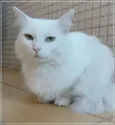 Bella