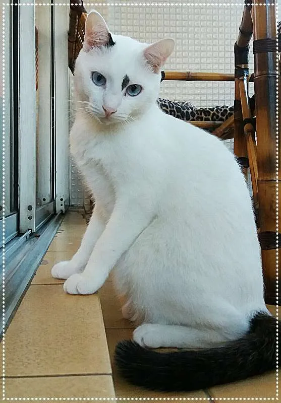 Gato ra a SRD idade 2 anos nome Colinho