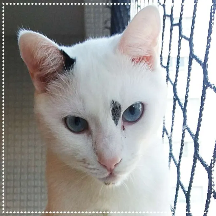 Gato ra a SRD idade 2 anos nome Colinho