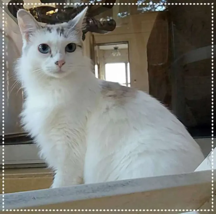 Gato ra a srd idade 2 anos nome Allegra