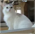 Allegra