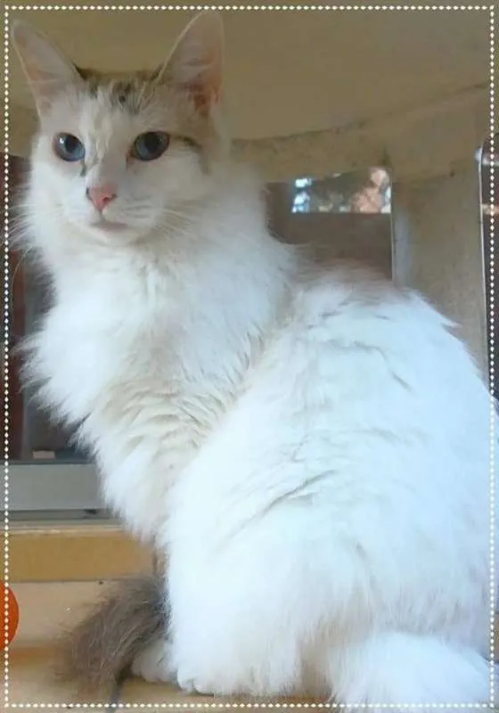 Gato ra a srd idade 2 anos nome Allegra