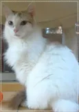 Allegra