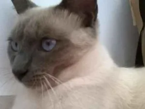 Gato raça indefinida idade 1 ano nome menino e menina