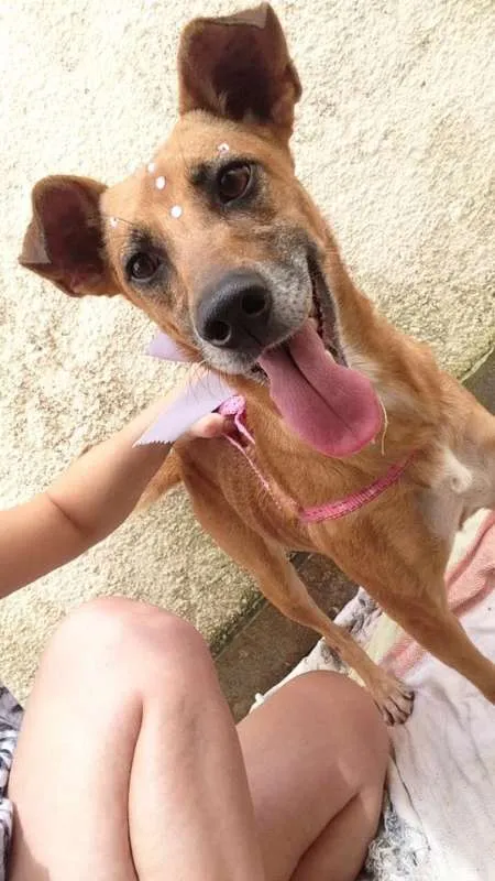 Cachorro ra a Vira Lata idade 5 anos nome Menina