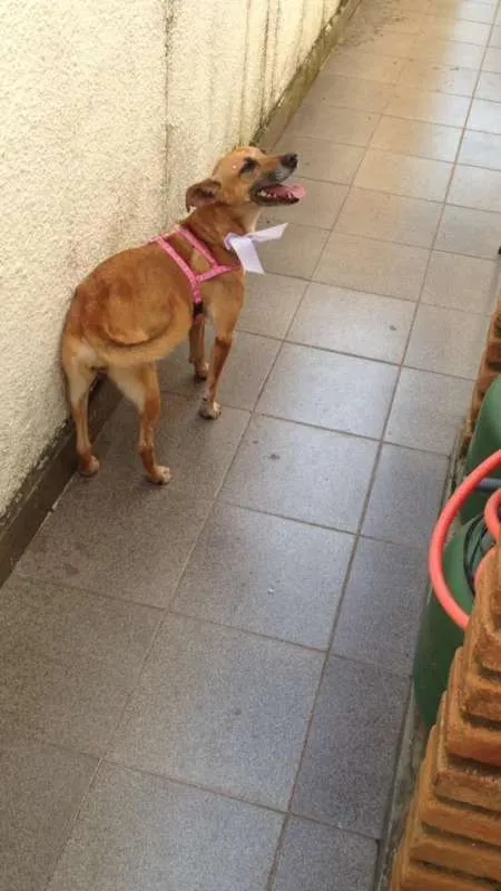 Cachorro ra a Vira Lata idade 5 anos nome Menina