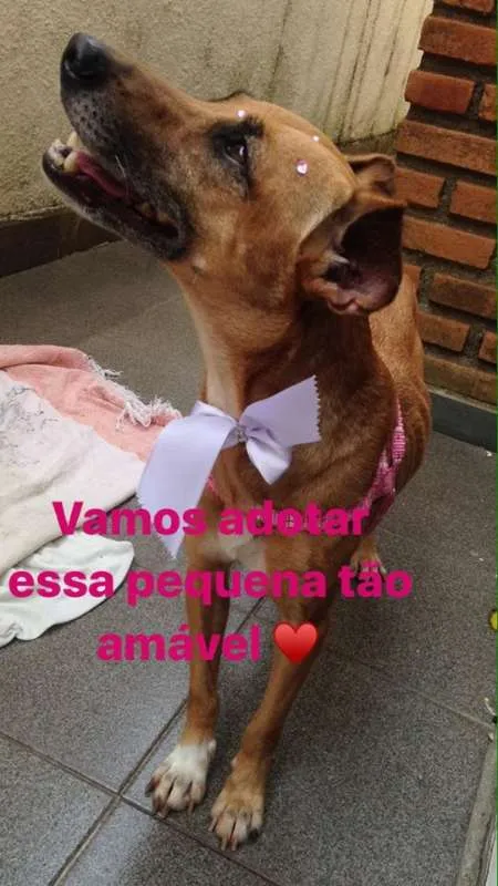 Cachorro ra a Vira Lata idade 5 anos nome Menina
