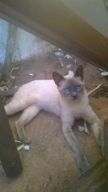 Gato ra a indefinida idade 1 ano nome menino e menina