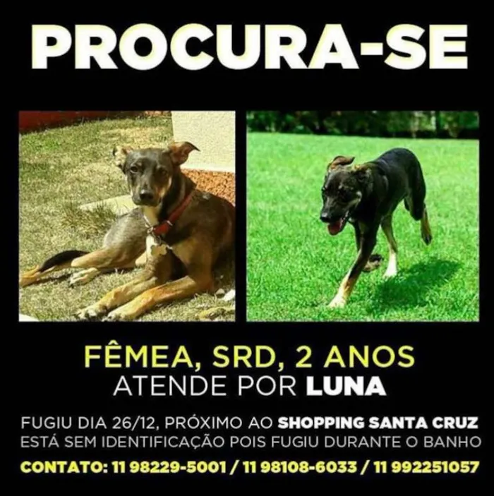 Gato ra a srd idade 2 anos nome Allegra