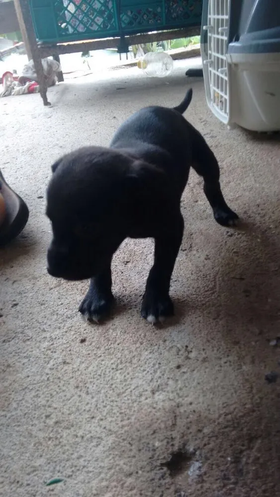 Cachorro ra a Vira lata  idade Abaixo de 2 meses nome Filhotes
