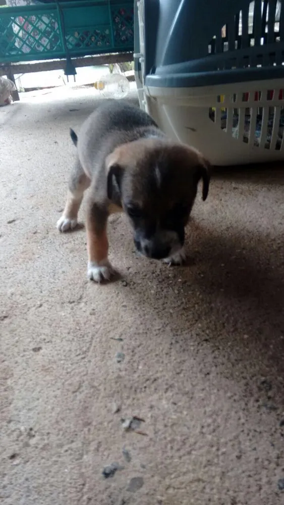 Cachorro ra a Vira lata  idade Abaixo de 2 meses nome Filhotes
