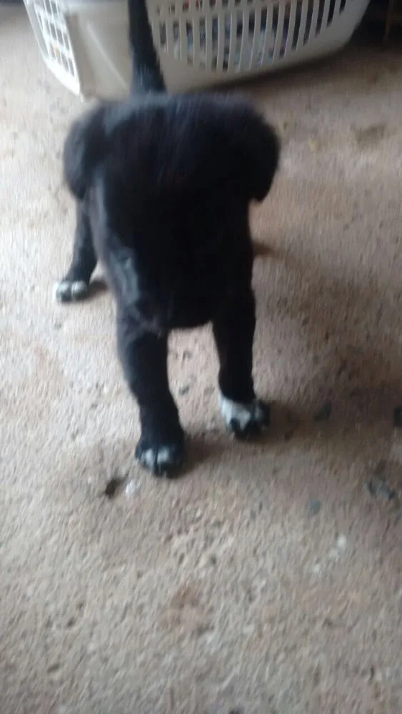 Cachorro ra a Vira lata  idade Abaixo de 2 meses nome Filhotes