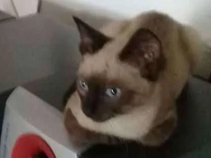 Gato ra a SrD idade 2 a 6 meses nome S/nome