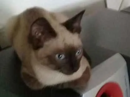 Gato ra a SrD idade 2 a 6 meses nome S/nome