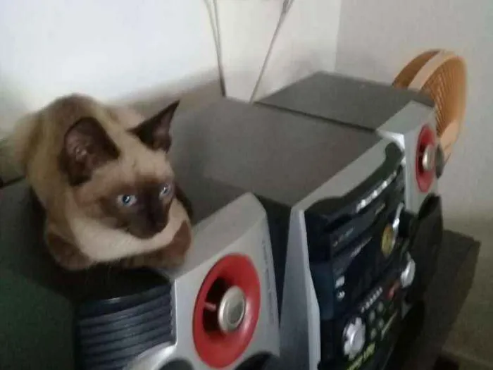 Gato ra a SrD idade 2 a 6 meses nome S/nome