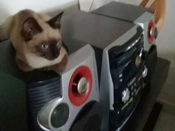 Gato ra a SrD idade 2 a 6 meses nome S/nome