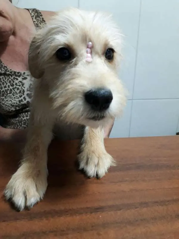 Cachorro raça SRD idade 7 a 11 meses nome Luna
