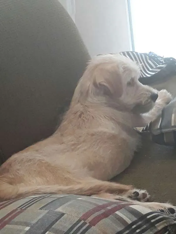Cachorro raça SRD idade 7 a 11 meses nome Luna