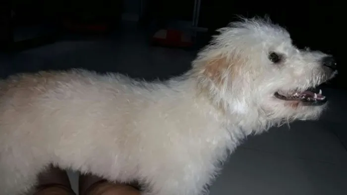 Cachorro ra a Poodle idade 2 a 6 meses nome Cristal