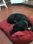 Lola