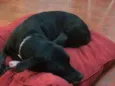 Lola