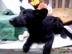 Cachorro raça Sem raça definida idade 2 a 6 meses nome Pretinha
