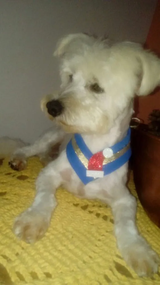 Cachorro ra a Poodle idade 2 anos nome Niki 