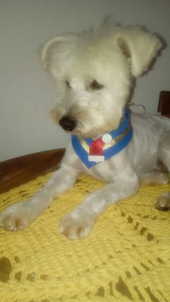 Cachorro ra a Poodle idade 2 anos nome Niki 