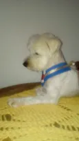 Niki 
