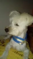 Niki 