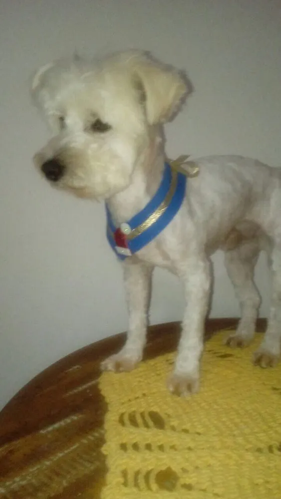 Cachorro ra a Poodle idade 2 anos nome Niki 