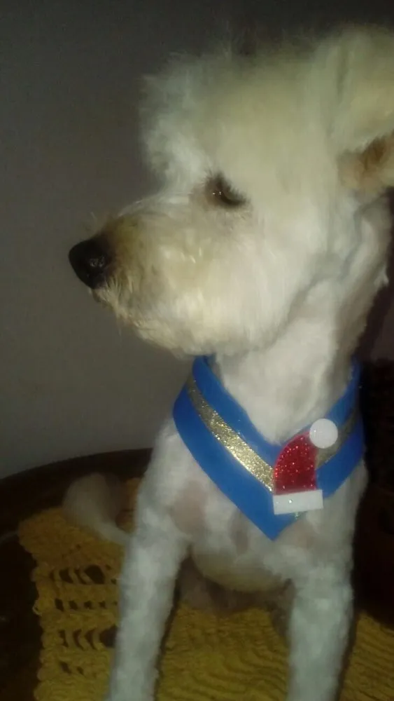 Cachorro ra a Poodle idade 2 anos nome Niki 