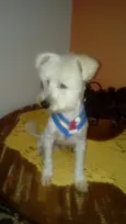 Niki 