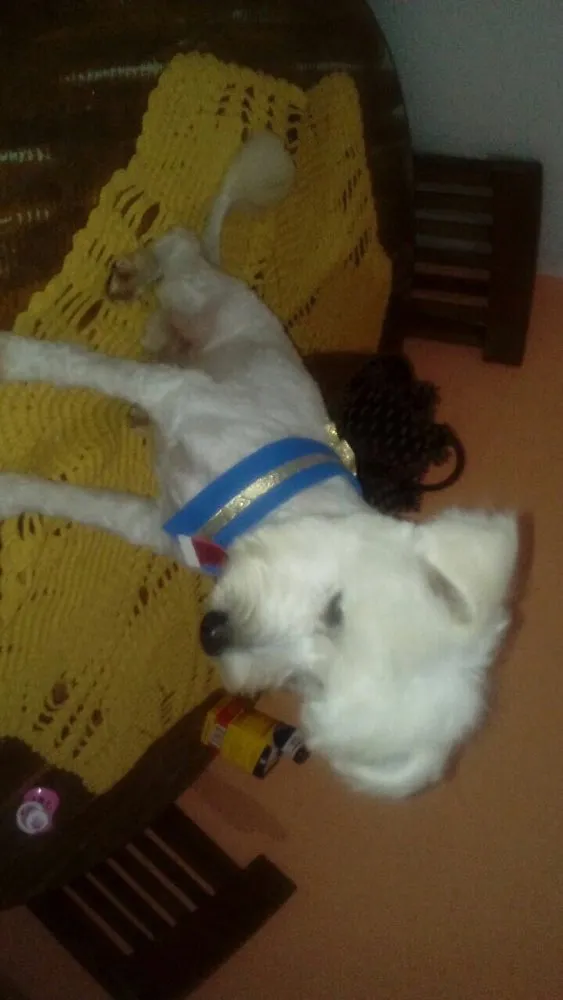 Cachorro ra a Poodle idade 2 anos nome Niki 