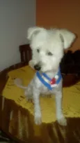 Niki 