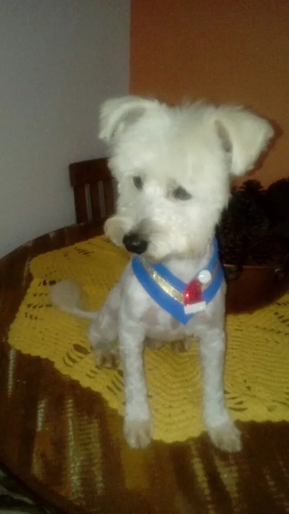 Cachorro ra a Poodle idade 2 anos nome Niki 