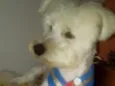 Niki 