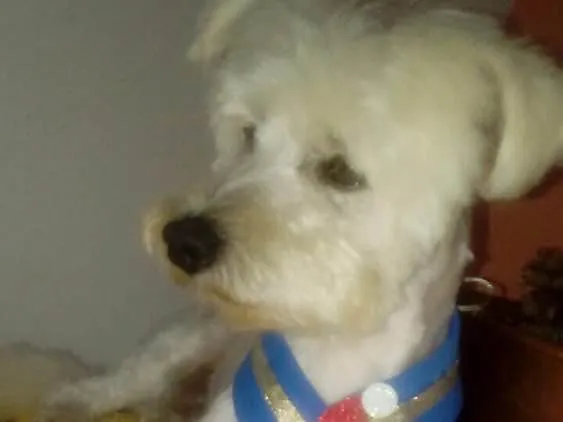 Cachorro ra a Poodle idade 2 anos nome Niki 