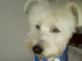 Niki 