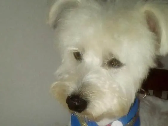 Cachorro ra a Poodle idade 2 anos nome Niki 