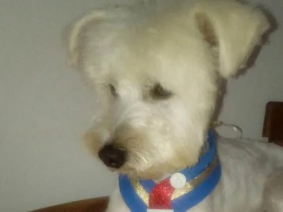 Cachorro ra a Poodle idade 2 anos nome Niki 