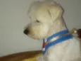 Niki 