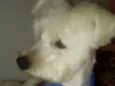 Niki 