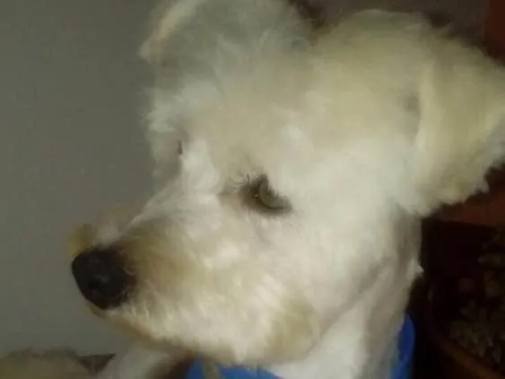Cachorro ra a Poodle idade 2 anos nome Niki 