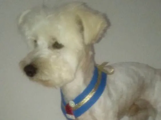 Cachorro ra a Poodle idade 2 anos nome Niki 